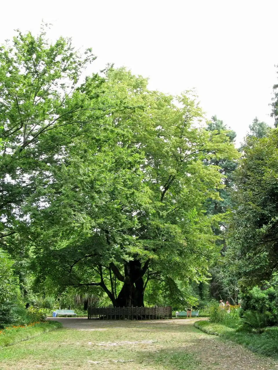 250-летняя кавказская липа в Сухумском ботаническом саду