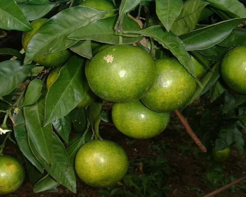 Зелёные незрелые мандарины уншиу на ветке